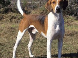 american_foxhound_20211128_1329275762